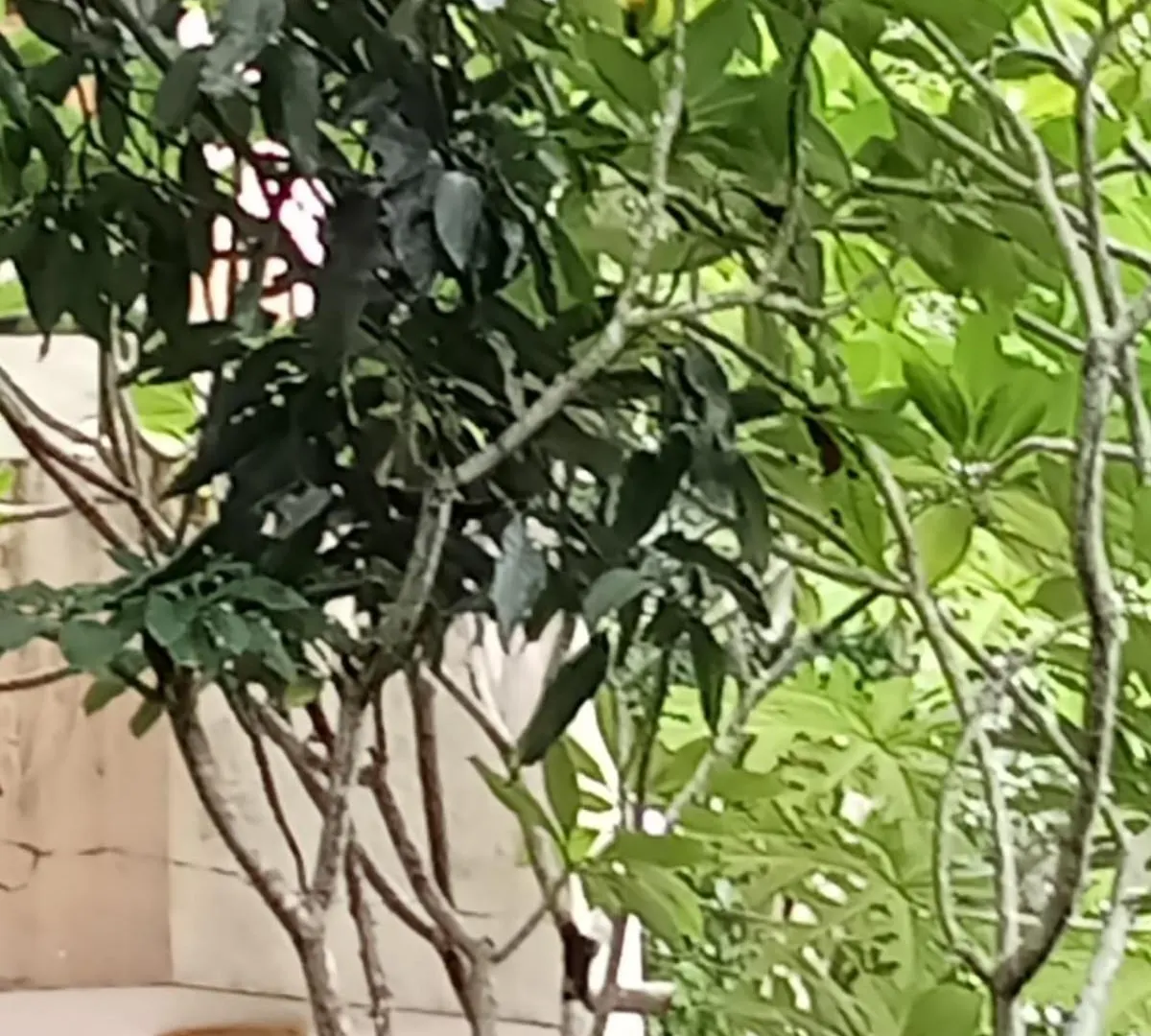Sandu Villa Galkanda Watta Kandy